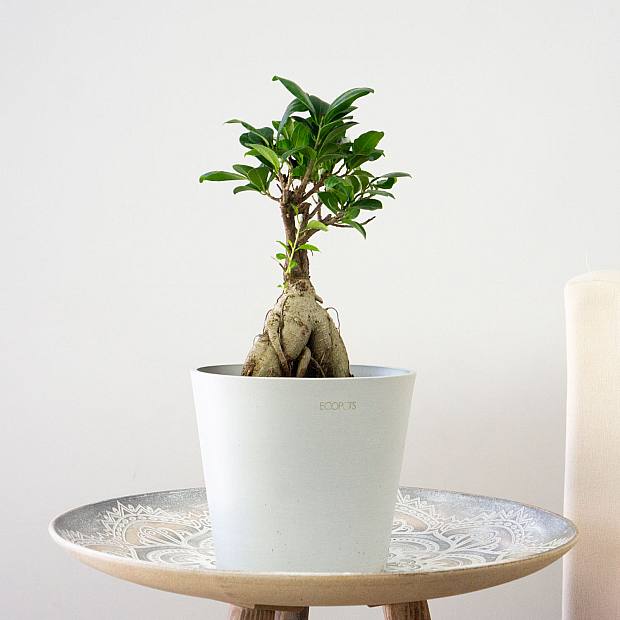 Bonsai Ficus Ginseng