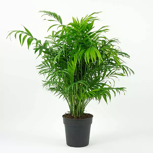 Parlor Palm