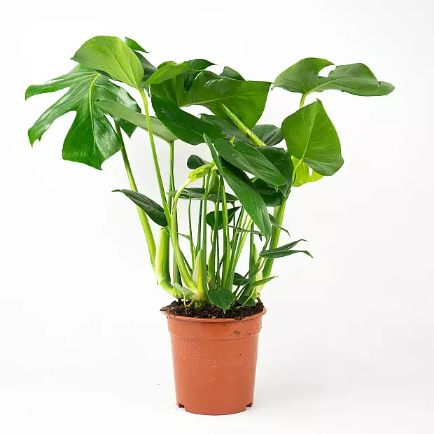 Monstera Deliciosa - Costola di Adamo