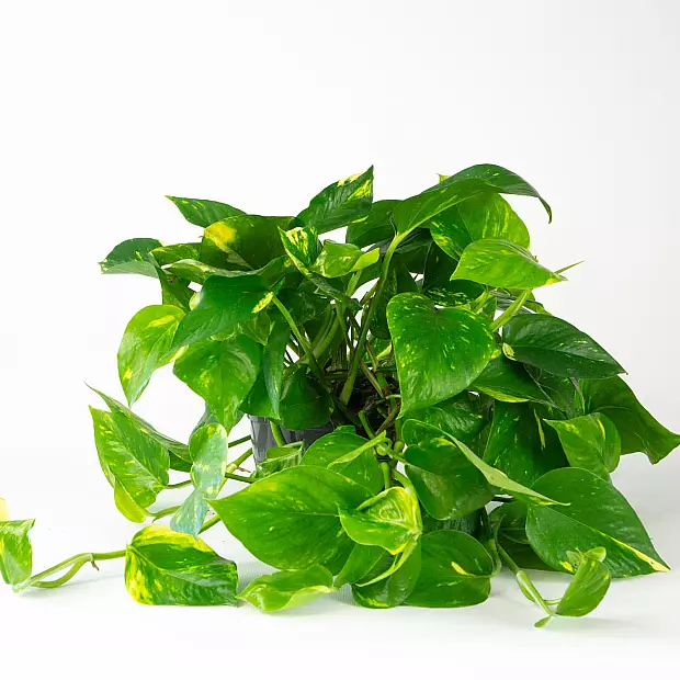 Pothos - Crescita Veloce