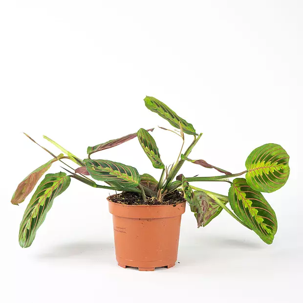 Prayer plant