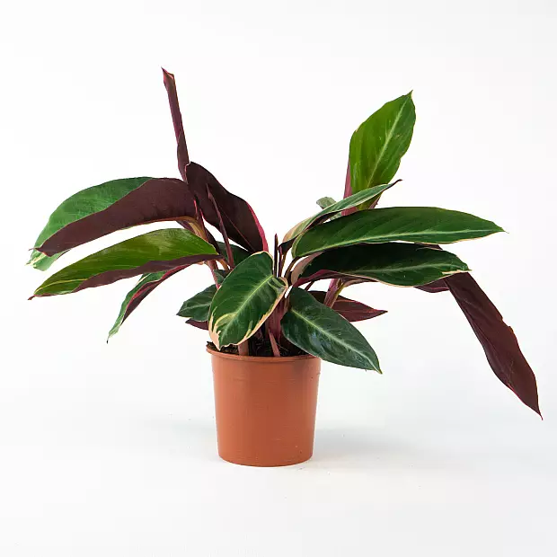 Calathea Triostar