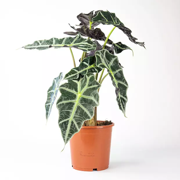 Alocasia Amazzonica