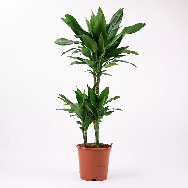 Dracaena Fragrans