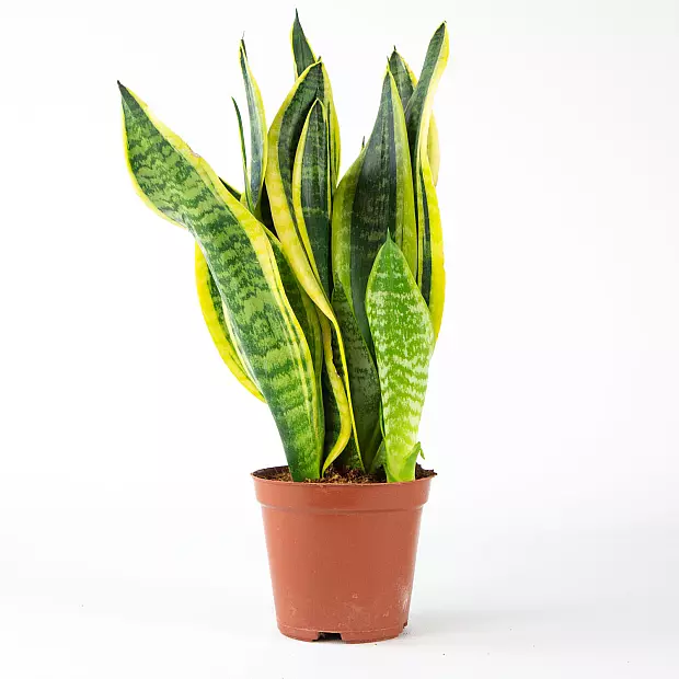 Sansevieria - Purificatrice dell'aria