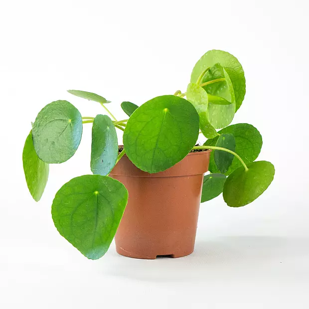 Chinese Money Plant