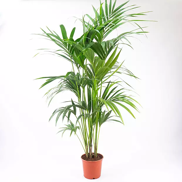 Kentia Palm