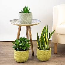 Trio of Tropical Planters - M/15cm