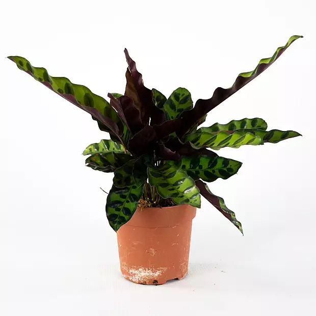 Calathea Lancifolia