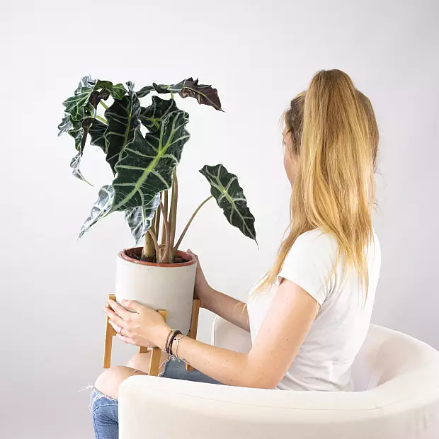 Alocasia Amazónica