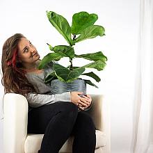 Fiddle Leaf Fig Tree related pic