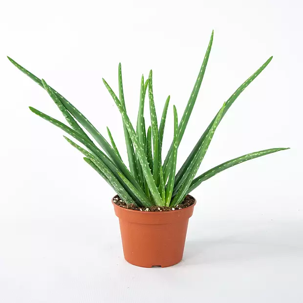 Aloe