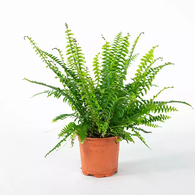 Boston fern