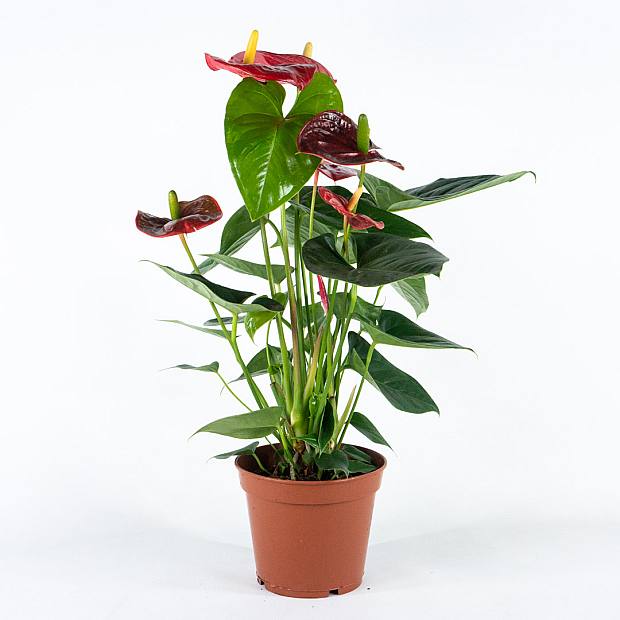 Anthurium Rojo