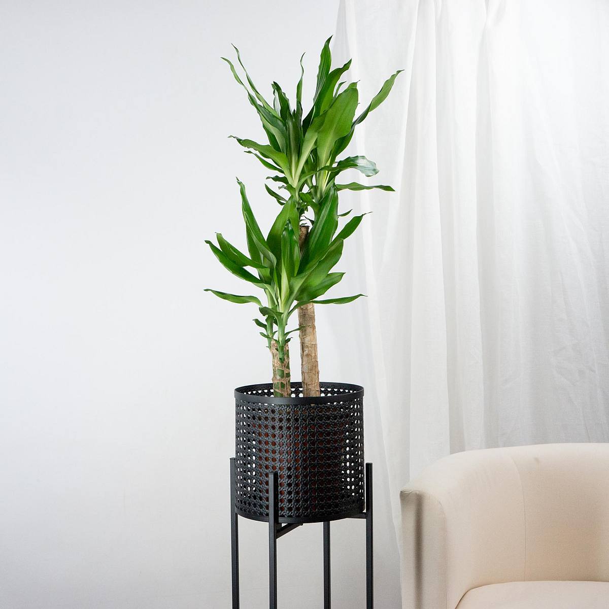 Alexandria Planter - L/20cm