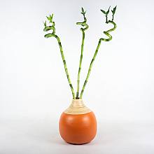 Lucky Bamboo Set