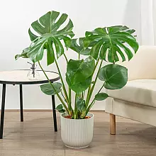 Monstera Deliciosa - Costilla ... related pic