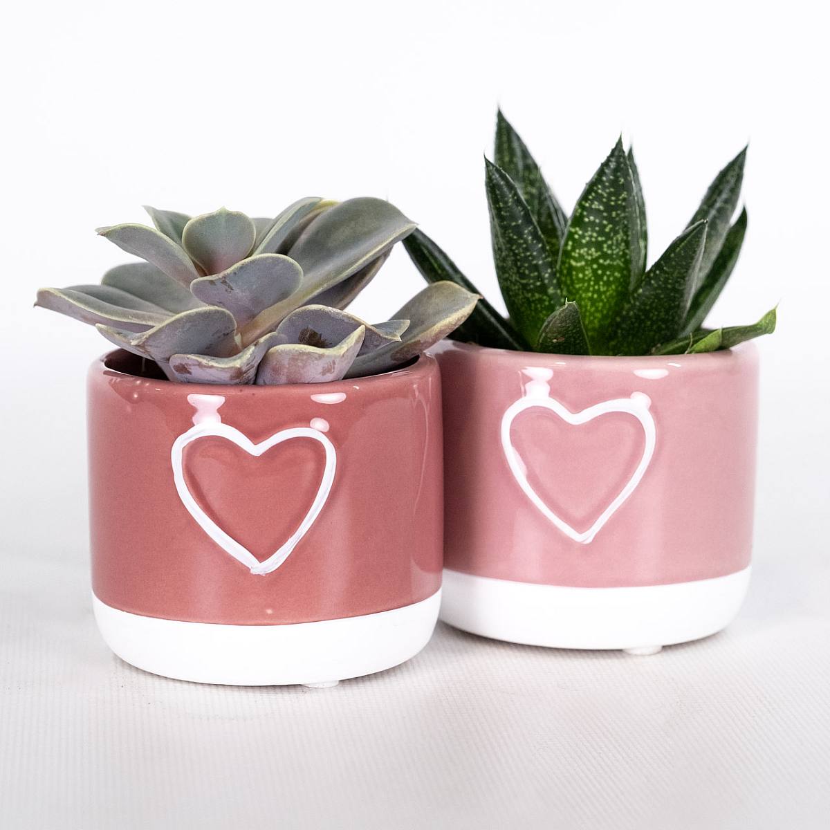 Duo Succulentes de Saint-Valentin