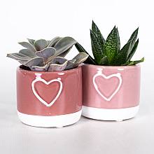 Duo Succulentes de Saint-Valentin