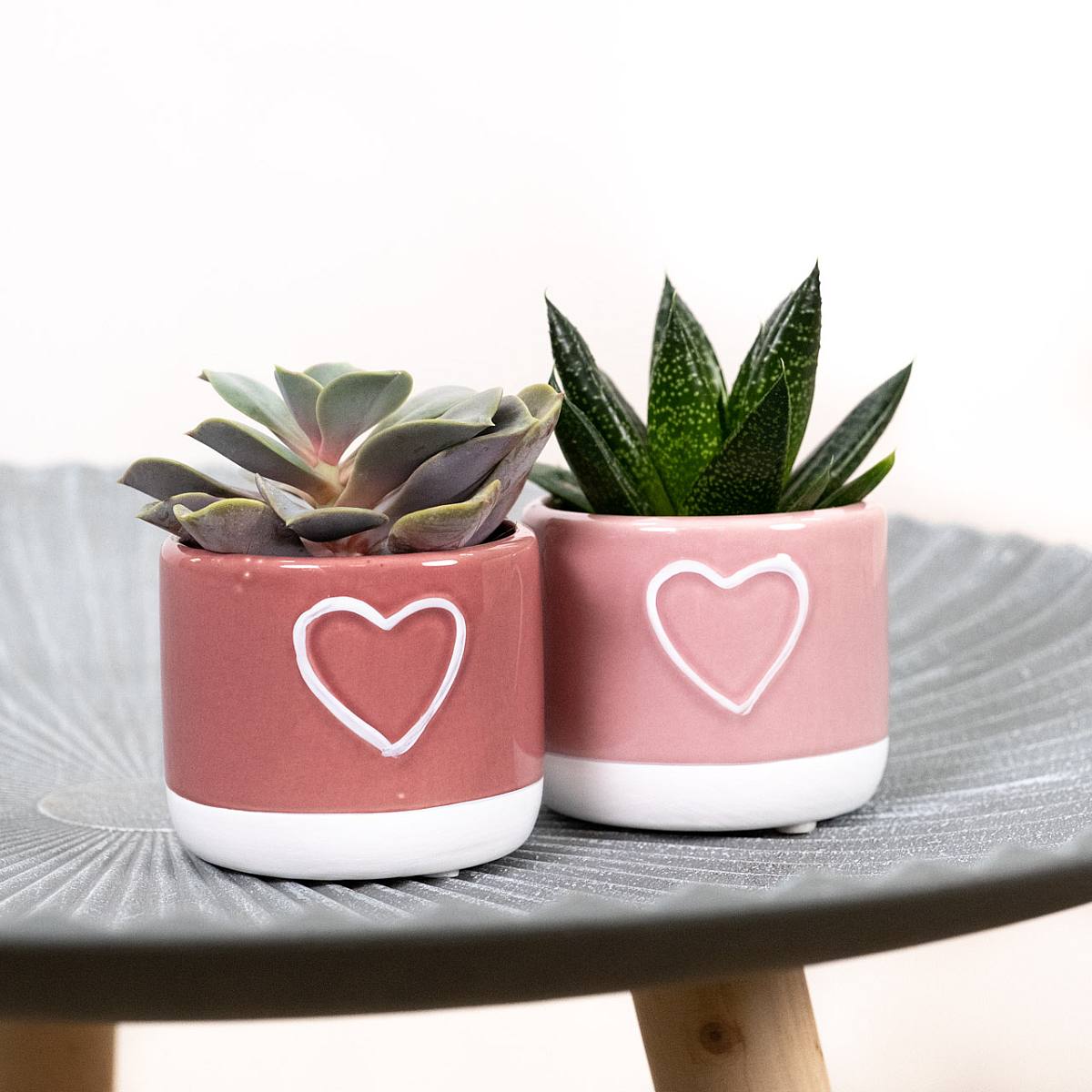 Duo Succulentes de Saint-Valentin