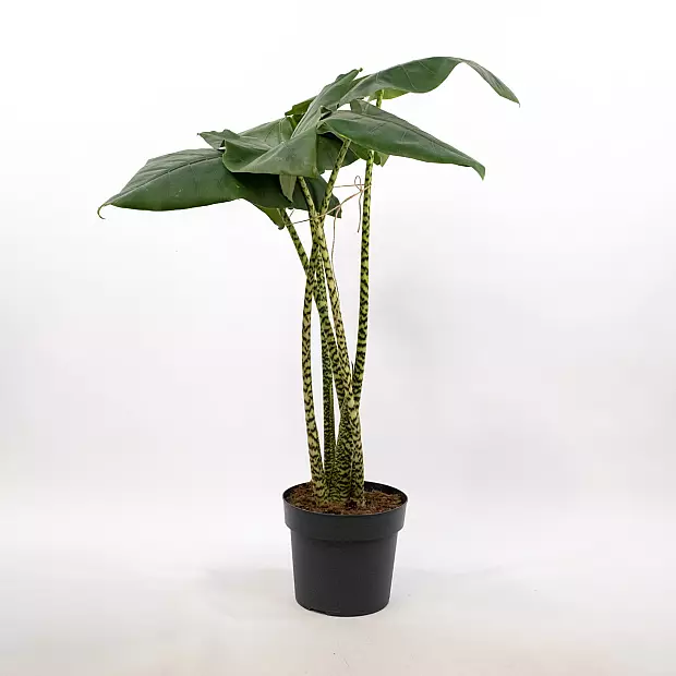 Alocasia Zebrina XL