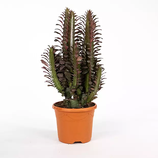 Euphorbia Trigona Rubra