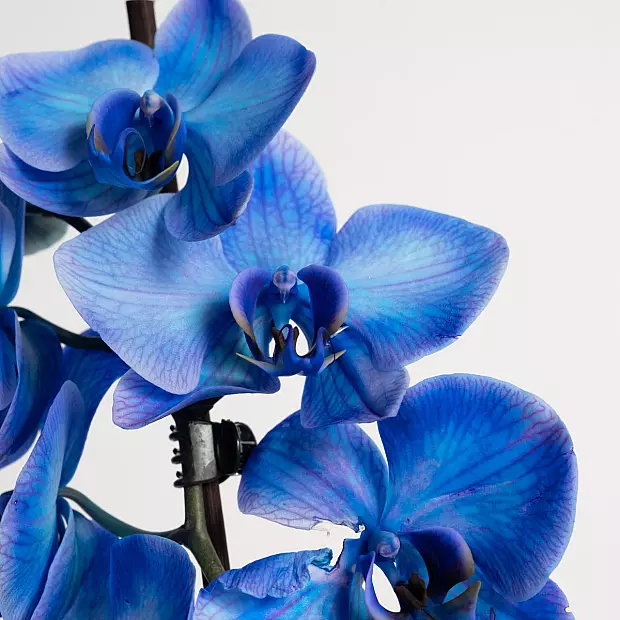 Orchidea Blu