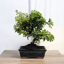 Bonsai 9 anni Pyracantha sp. ZP-b2