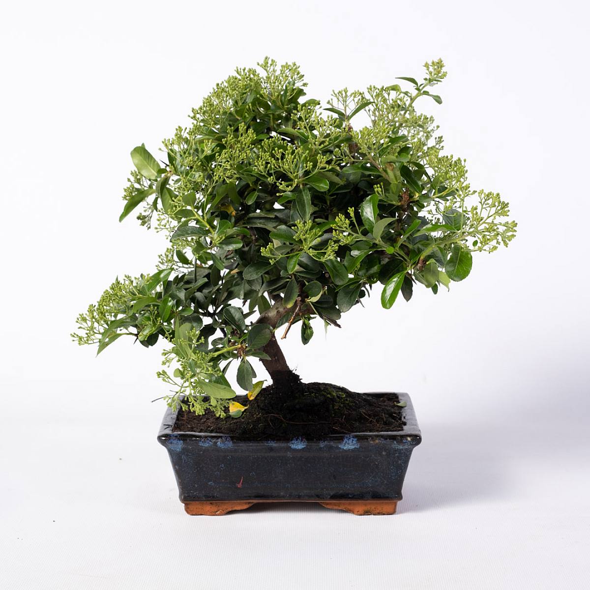 Bonsai 9 anni Pyracantha sp. ZP-b2