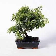 Bonsai 9 anni Pyracantha sp. ZP-b2