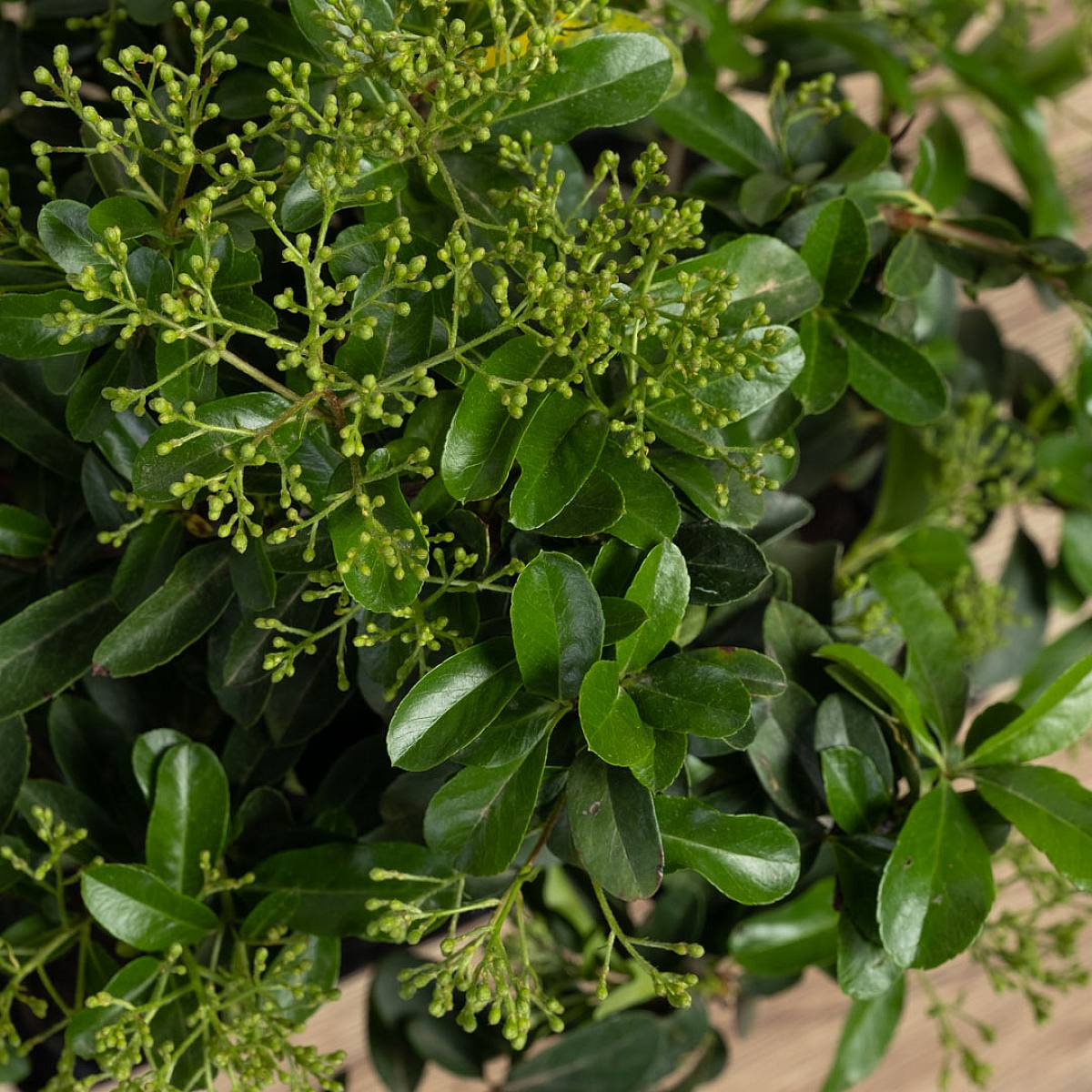 Bonsai 9 anni Pyracantha sp. ZP-b2