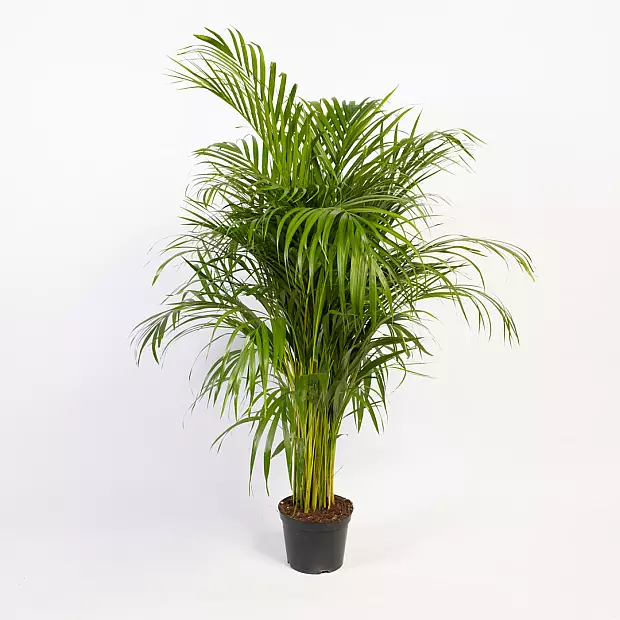 Palma d'Areca - Aria Purificata