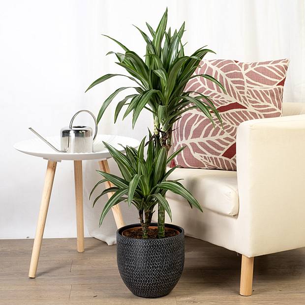 Dracaena Fragance Derem Ulises