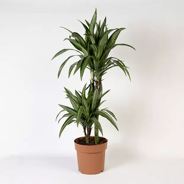 Dracaena Fragrans Deremensis