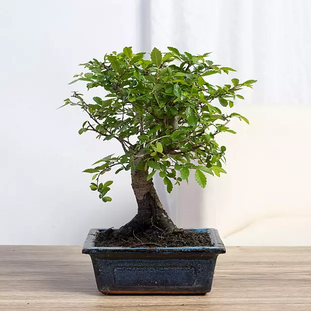 Bonsai Zelkova 5 år