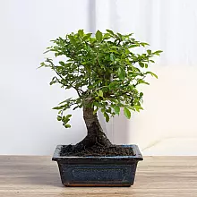 Bonsai Zelkova 5 Jahre related pic