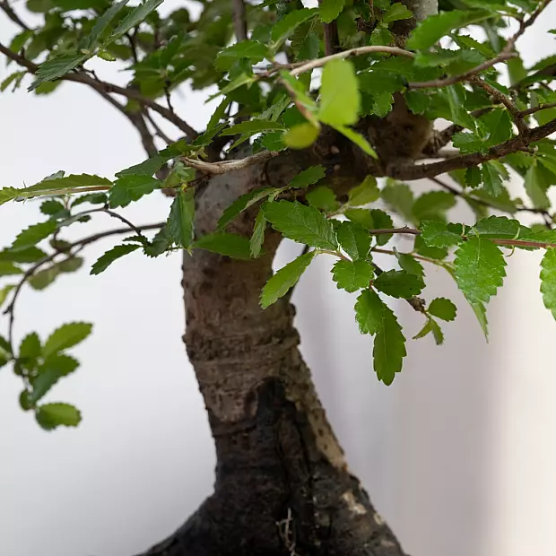 Bonsai Zelkova 5 ans