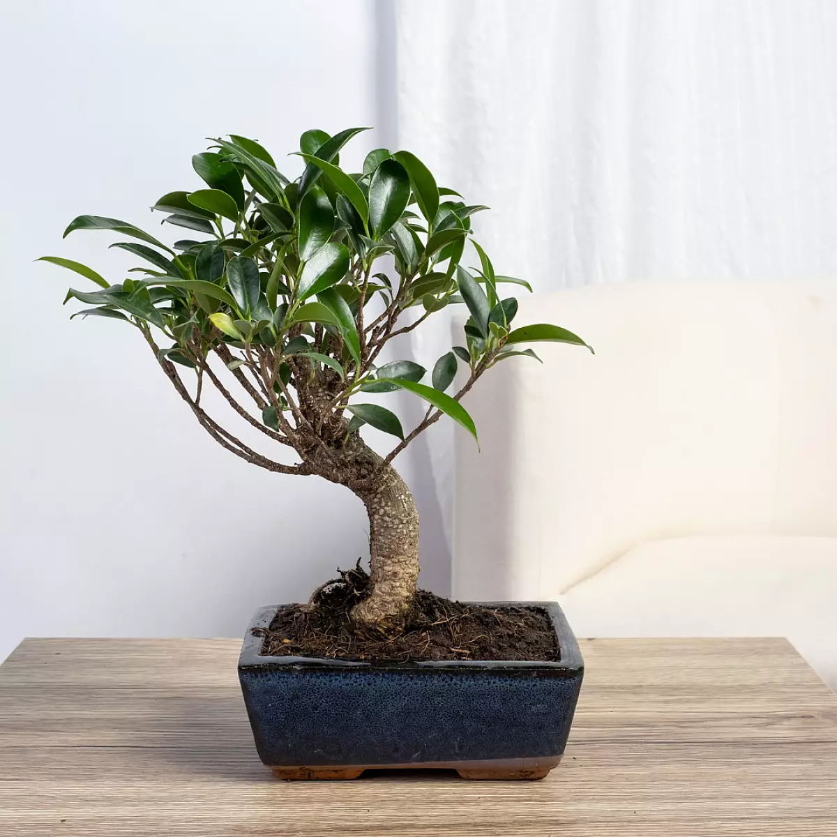 Bonsai Ficus retusa 5 anni