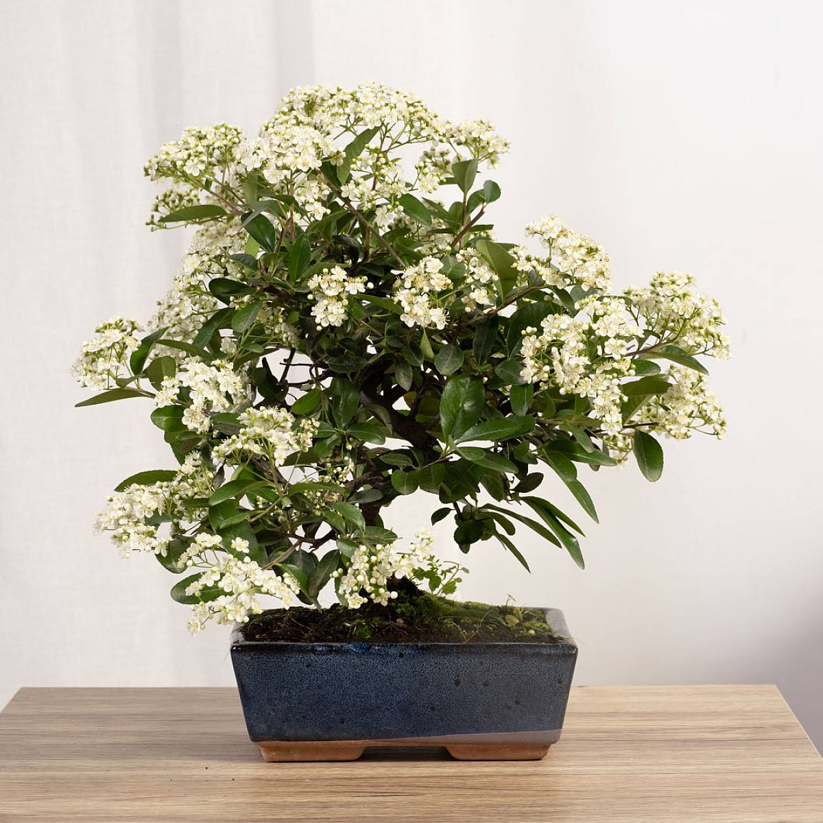 Bonsai 9 anni Pyracantha sp. ZP-b2