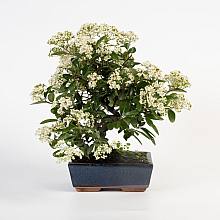 Bonsai 9 anni Pyracantha sp. ZP-b2