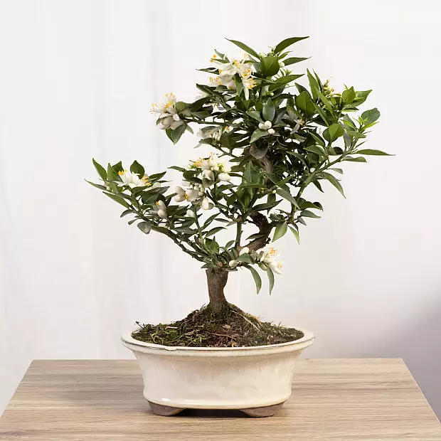 Bonsai 12 years Citrus myrtifolia