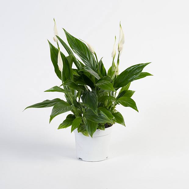 Peace Lily