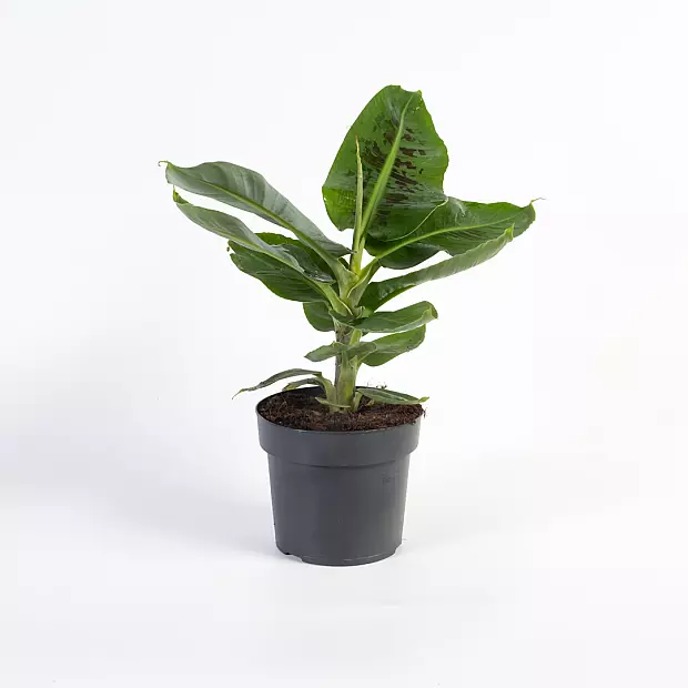 main plant pot