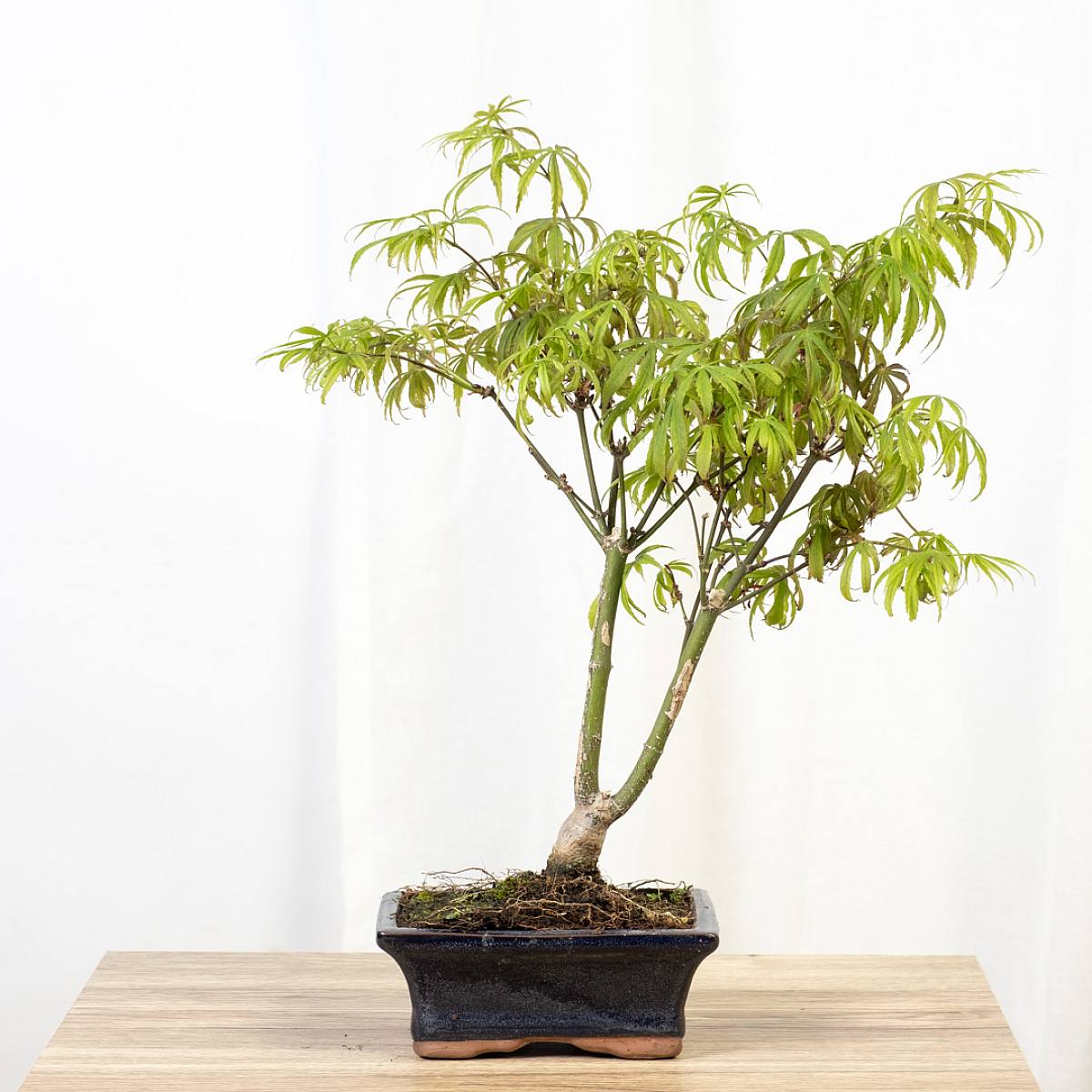 Bonsái 7 años Acer palmatum deshojo