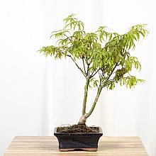 Bonsái 7 años Acer palmatum deshojo