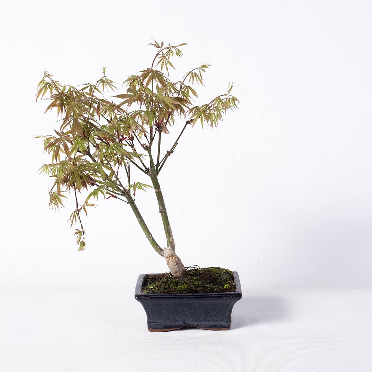 Bonsái 7 años Acer palmatum deshojo