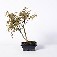 Bonsái 7 años Acer palmatum deshojo