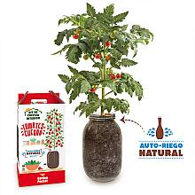 Cherry Tomato Growing Kit