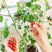 Cherry Tomato Growing Kit