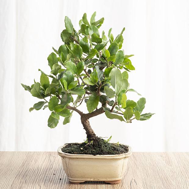 Bonsai Quercus 7 lat CP12